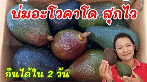 อะโวคาโดไมสกทำยงไง วธบมอะโวคาโดใหสกไวๆ Avocado เรงอะโวคาโดให