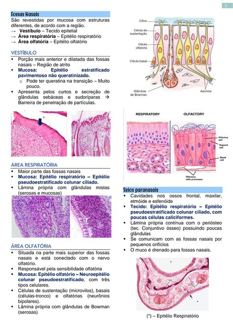 SOLUTION Histologia do Sistema Respiratório Studypool