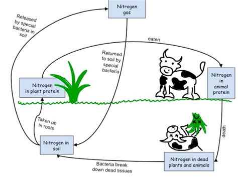 Ecology Diagram Quizlet