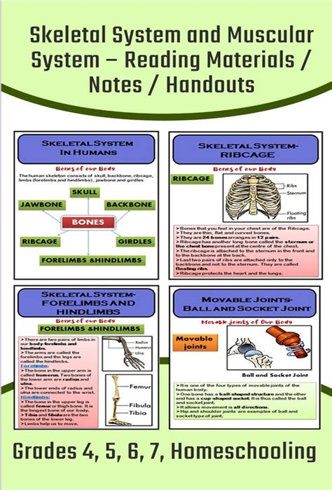 Reading Notes On Human Skeletal System And Muscular System Human