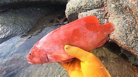 退潮后阿平赶海抓获一条漂亮的东星斑腾讯视频