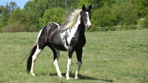 What is a Blue Roan Horse? Breeds, Names, Colors, & Pictures