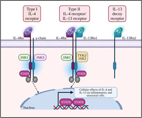 Il 4il 13 Axis As Therapeutic Targets In Allergic Rhinitis And Asthma