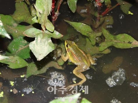 국립생태원 개원 10주년 기념 경칩 맞이 개구리길 조성 아주경제