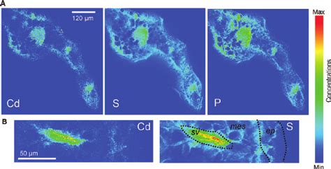 Elemental Xrf Maps Of Cryo Cross Sections Of Arabidopsis Lyrata After