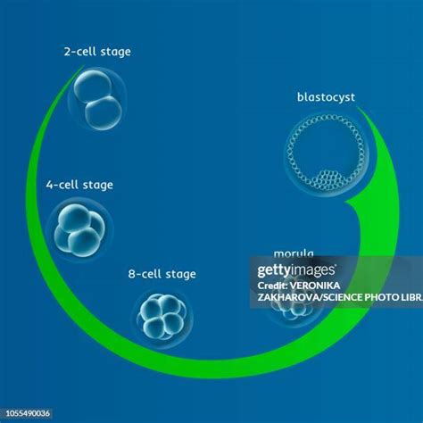 Human Blastocyst Diagram