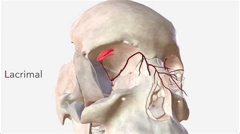 Ophthalmic Artery Anatomy Branches And Relations Youtube