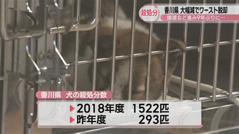 香川県の犬の殺処分数 9年ぶりにワースト脱却 前年度から277匹減 譲渡など進む Ksbニュース Ksb瀬戸内海放送