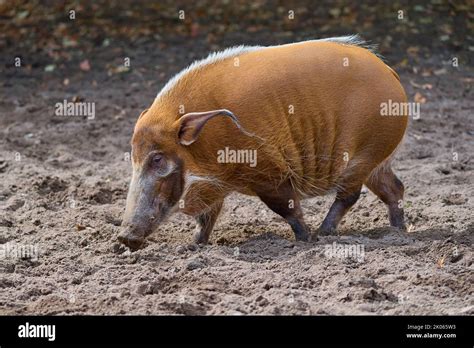 Brush Eared Pig Potamochoerus Porcus Pictu Stock Photo Alamy