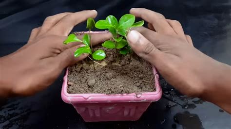 How To Grow Clove Plant At Home How To Grow Clove Plant From Seed