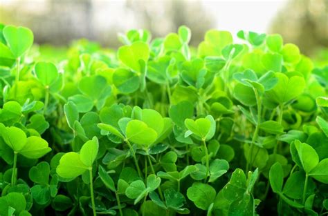 Crimson Clover Seeds Groundcover Food Plot Native Wildflower