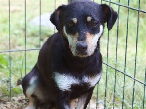 Chienne âgée de 2 ans à donner Petite Annonce chien