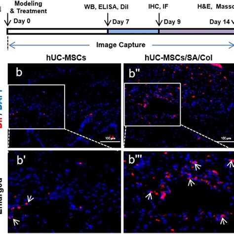 The Growth Of Huc Mscs In Vivo Schematic Experimental Protocol And