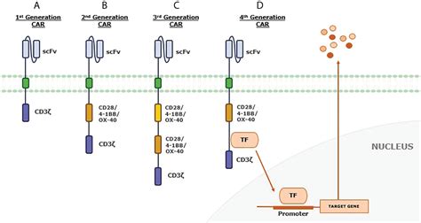 Frontiers Ligand Based Car T Cell Different Strategies To Drive T