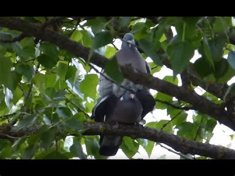 Ptice Hrvatske Birds Of Croatia Columba Palumbus