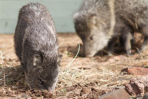 Безплатна снимка : дивата природа, фауна, гръбначен, javelina ...