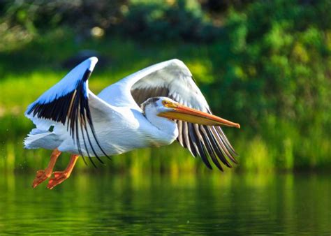 Wild Profile Meet The White Pelican Cottage Life