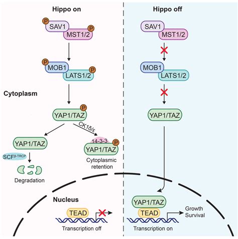 Biomedicines Free Full Text Targeting The Hippo Pathway In Gastric