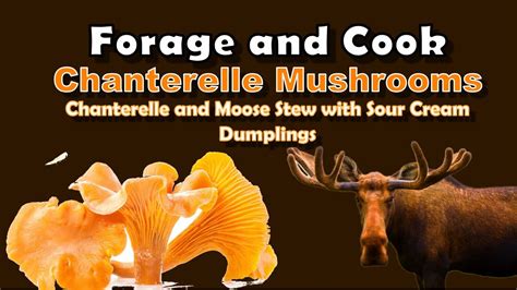 Foraging For Chanterelles Forage And Cook Chanterelle Moose Stew