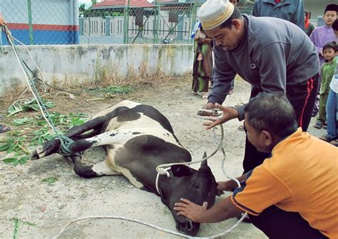 Cara Menyembelih Hewan Qurban Dan Aqiqah 2021