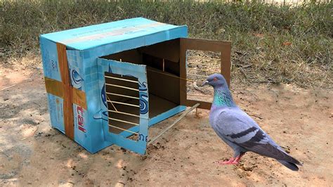 Wildlife Trap Best Quick Bird Trap Using Vital Cardboard Creative