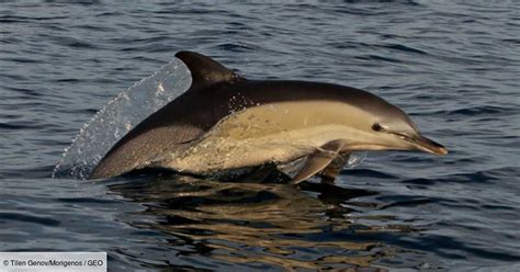 Les dauphins communs bientôt de retour dans la mer Adriatique Geo fr