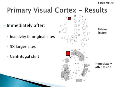 Ppt Receptive Field Dynamics In Adult Primary Visual Cortex Powerpoint Presentation Id 1936466