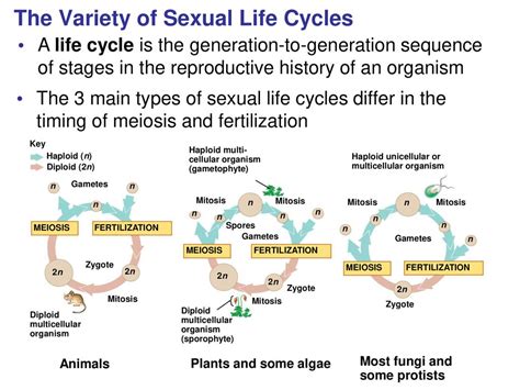 Meiosis And Sexual Life Cycles Ppt Download