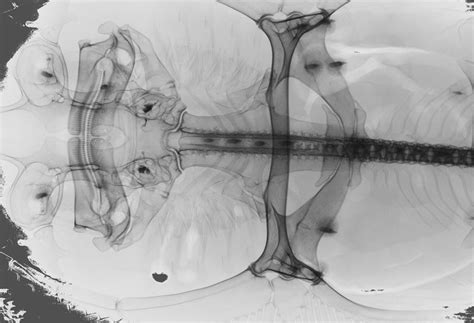 STRI Research Portal - Platyrhinidae