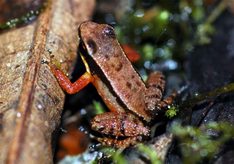 Animales En El Planeta Rana Punta De Flecha Las Especies Más