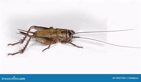 A Female Field Cricket (Gryllus Assimilis) Stock Image - Image of isolated, macro: 10527353