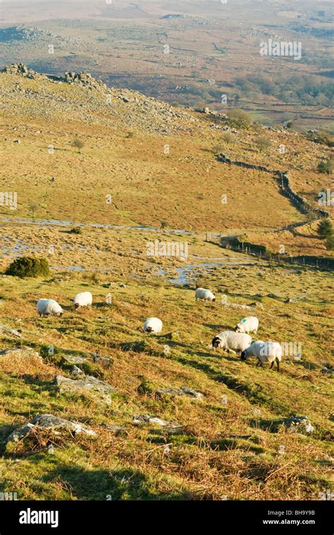 Sheep Grazing On Dartmoor In Winter Devon Uk Stock Photo Alamy