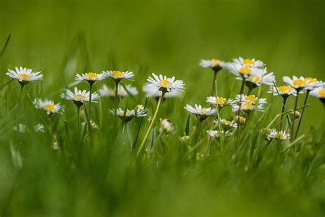 Maiblumen Bekannteste Sorten Garten Deko Shop