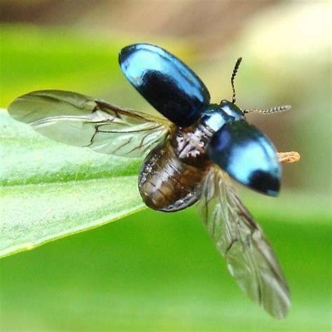 Imported Willow Leaf Beetle Plagiodera Versicolora Bugguidenet