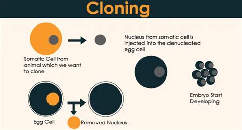 What is Cloning – 24 Hours Of Biology