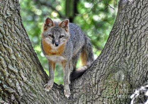 Grey Fox In A Tree Photograph By Kathy Baccari