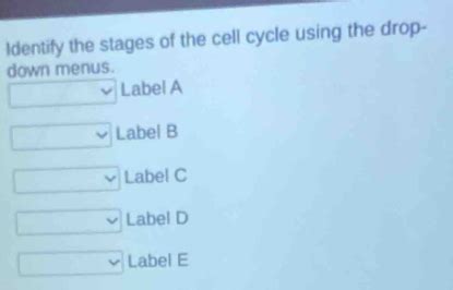 Solved Identify The Stages Of The Cell Cycle Using The Drop Down