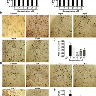 Ortho Silicic Acid Attenuated Rankl Stimulated Osteoclast Proteins And