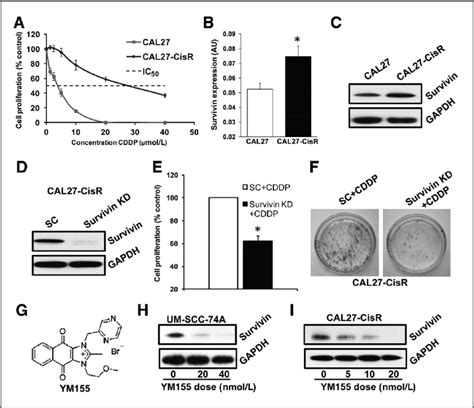 Survivin Expression Is Upregulated In Cisplatin Resistant Cells And