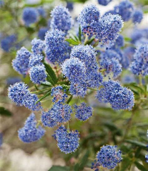 Regarded As One Of The Best California Lilacs For Gardens Award Winner