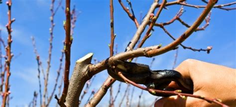 Pruning Your Plum Tree: Tips and Instructions | DoItYourself.com