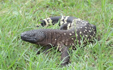 Reptile And Amphibian Diversity In Guatemala Indigo Expeditions