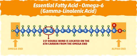 The Truth About Polyunsaturated Fat Is It Really Healthy