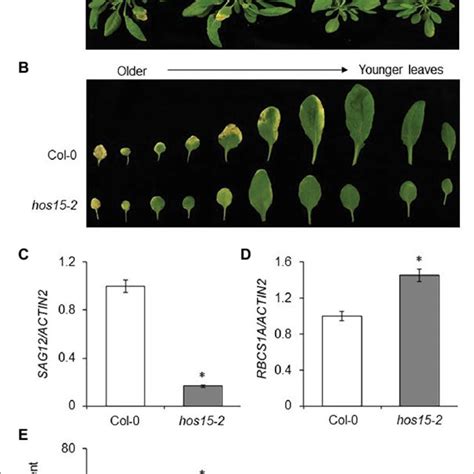 The Arabidopsis Hos15 2 Mutant Shows Late Senescence Phenotype A