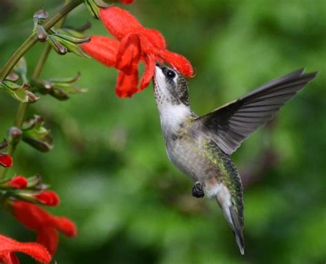 Hummingbird Nesting Phenology