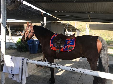 saddle clot in cats 6