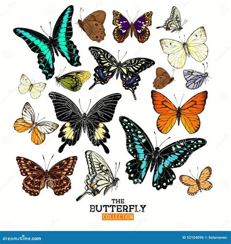 Realistic Butterfly Collection Stock Vector Illustration Of Insect