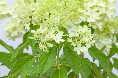 Buy Limelight Hydrangea Tree For Sale Perfect Plants