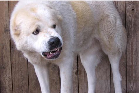 Cosa Fare Se Il Cane Ringhia Al Padrone Velvet Pets