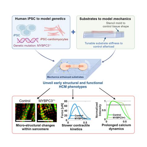 Substrate Mechanics Unveil Early Structural And Functional Pathology In